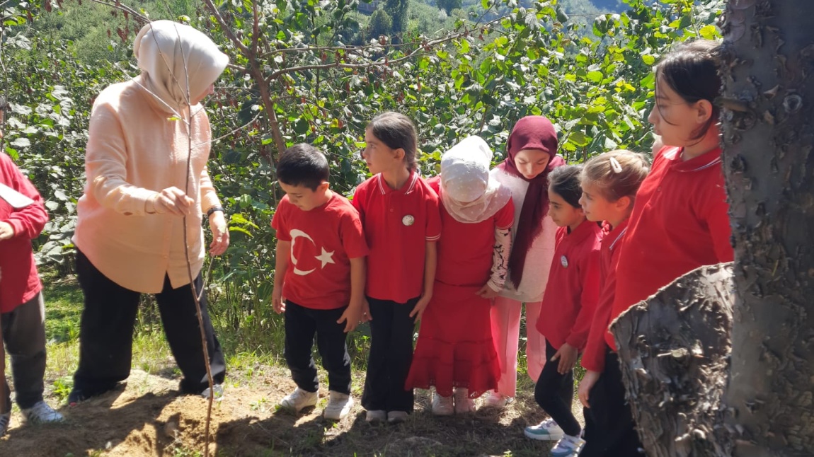 Ormansız Bir Yurt, Vatan Değildir